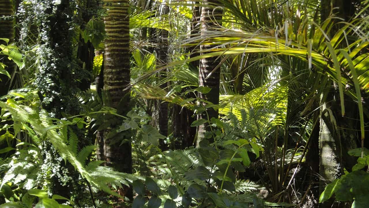 incendios en el amazonas-deforestación en Colombia